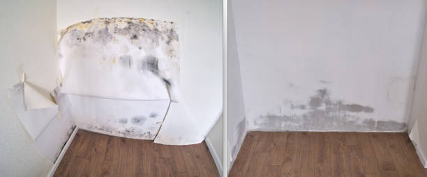 Best Mold Remediation Services  in Arlington, WA